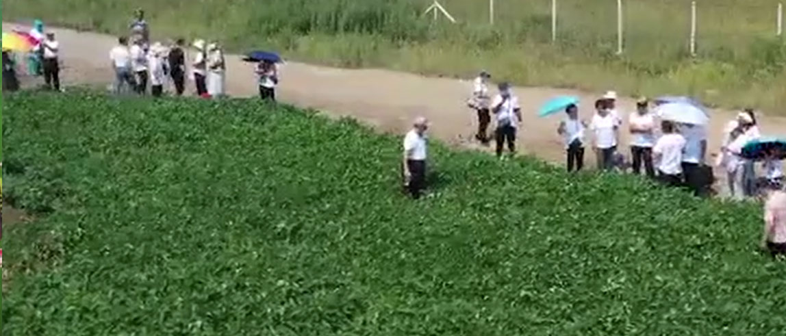 大豆种植基地